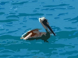 Pelican - Cabo San Lucas Harbor - Photoshop Abstract