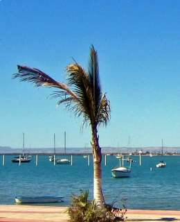 A Palm Tree on the Malecon at La Paz, Baja Sur