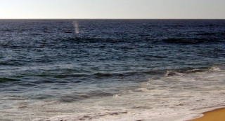 whales The Beach at Las Tunas Todos Santos, Baja California Sur 